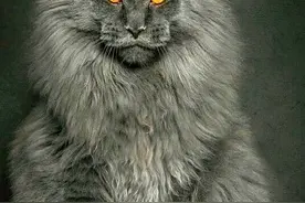 缅因猫-独一无二巨大的体型令人过目难忘，号称“温柔的巨人”图片