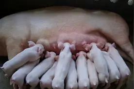 红糖喂猪起到什么作用？猪喂红糖有什么好处？养猪人快记好图片