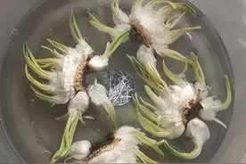 阳台易养花卉水仙栽培经验图片