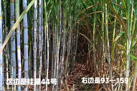 桂糖44号甘蔗，新品种，新希望图片