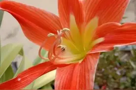 福星高照，龙凤呈祥，招财进宝，八方来财，生意兴隆，财源广进图片
