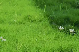 “事如春梦了无痕”上句是什么？苏轼为何在踏春时写下这样的诗？图片