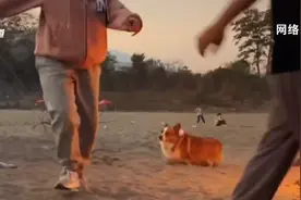 想不到吧？云南的宠物犬也会“打跳”山歌图片
