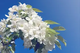 苹果露红期这些病虫害一定要重视！晚了别后悔！图片