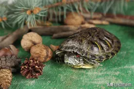 乌龟吃啥，乌龟的食性是怎样的？喂食乌龟的方法图片