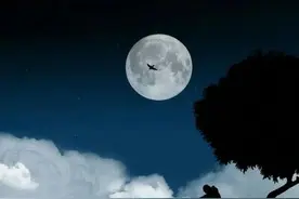 《和平鸽子》图片