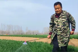 小麦害虫爆发的3个阶段，有哪些危害特点，又该如何施药防治？图片