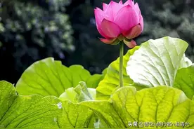 一个人命里的姻缘，是有定数的图片