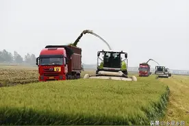 小麦卖青苗作饲料，每亩1500元，知道农民背后有多少无奈图片