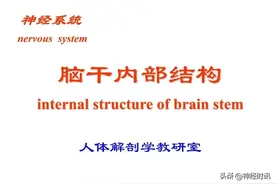 「精彩推荐」脑干内部超详细的功能解剖图图片