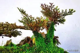出门偶遇“还魂草”，别小看它，记得弄一棵回家种植起来，有好处图片