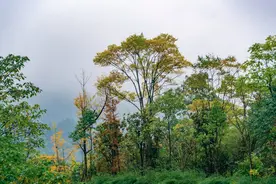 雨雾中的成都彭州宝山村图片
