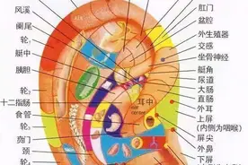 耳穴知识汇总图片
