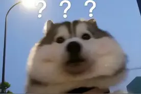 “我花了上万元，请网红训犬师虐打我家狗”图片