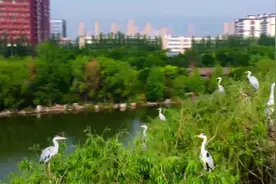 （视频）鸟之天堂 太原汾河湿地公园图片