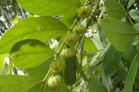 探寻大自然的奇迹！算盘子，清热除湿、治愈牙痛的草本宝藏图片