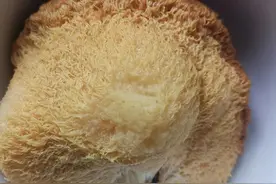 听说猴头菇养胃对身体好，今天第一次用猴头菇做菜图片