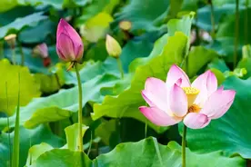 亲家（全是大俗话）图片