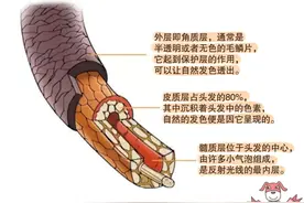 发际线不保？吃对了或许能帮你改变！图片