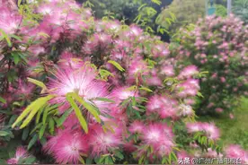 广州这里含花量爆屏！抓住春天的尾巴，一起去赏花吧图片