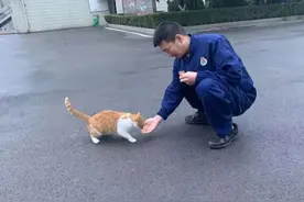 二师兄隔台观火！那些消防员与动物界的不解之缘图片