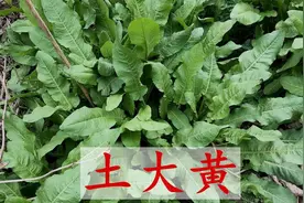 农村常见的野菠菜，地下可能有黄金，有5个妙用，人人都能用得上图片