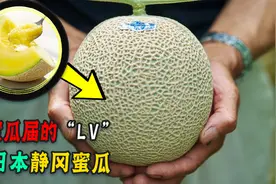 日本静冈蜜瓜为什么贵？单颗卖1400元论片138元，它真值这个价？图片