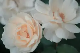 星盘中，怎么看婚姻好不好？图片