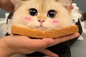 猫咪微信头像｜我也好想养一只图片