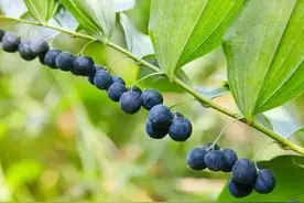 市场收购价格8元/斤，亩效益8W~10w的药材，怎么种植才优质丰产图片