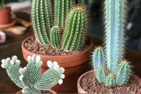 家里最怕养的3类花，影响健康，很多花友不知情还在“傻傻”养图片
