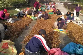 吃了这么多油，居然还有人不知道山茶油比橄榄油要好图片