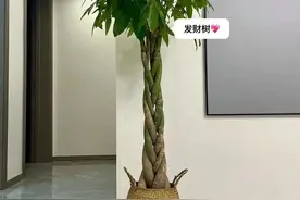适合客厅摆放的20种绿植图片