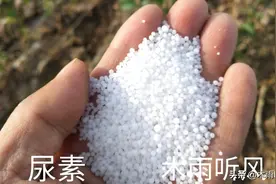 喷洒尿素保果的小配方技巧，谁用谁增产？来了解一下图片