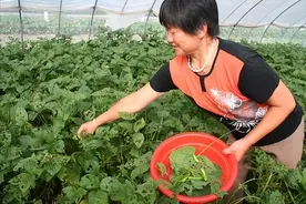 清炒豆丹是人间美味，但是生吃「豆丹虫」你经历过吗？图片