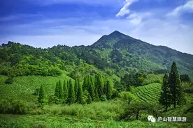 【只此青绿】把庐山春天的味道一口喝下！图片
