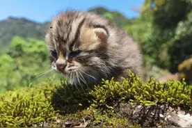 20年广东老太捡到一只“猫崽”，越喂越不对劲，专家看后发现端倪图片