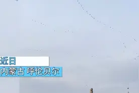 内蒙呼伦贝尔出现上万只大鸟，当地人感到不安，这预示着什么？图片