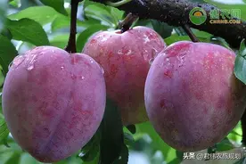 最贵的李子是什么品种？图片