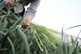 大蒜开始抽薹了，抽薹后做好3件事，大蒜不早衰，每亩多产几百斤图片