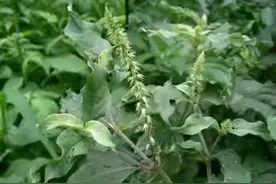 路边常见的“倒钩草”，根部价值高，懂它的老人遇见会挖些带回家图片