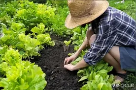 种菜遇见菜青虫，千万别打药，3个小技巧轻松解决，一定要学会图片