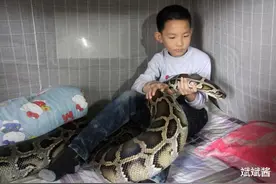 广东13岁男孩与蟒蛇“同居”12年，枕着蟒蛇睡觉图片