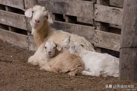 羊羔出生没有呼吸还有的救吗？图片