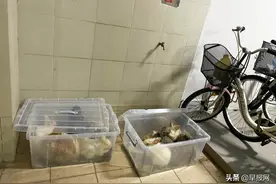 兔年流行养兔过后恐有弃养潮 动物协会吁公众别冲动图片