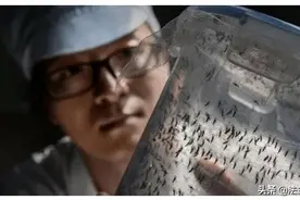 广州连续7年放飞绝育亚洲虎蚊！人工蚊子为什么不吸血？图片