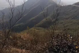 故事：17岁女子上山摘果子，被狼群包围，呼救声引来一个男人图片
