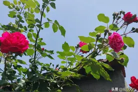 跟亲家母一起旅游回来后她决定躺平，从此不再过问儿子的生活图片