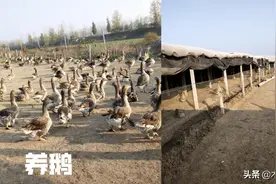 养鹅要注意避开这些禁忌？养殖就成功了一大步图片