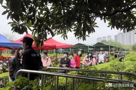 牡丹珍品“银丝贯顶”盛开游客排起长队 5名保安24小时轮流守护图片